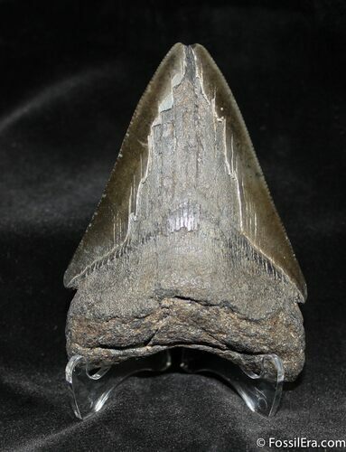 Bargain Megalodon Tooth - Serrated #941